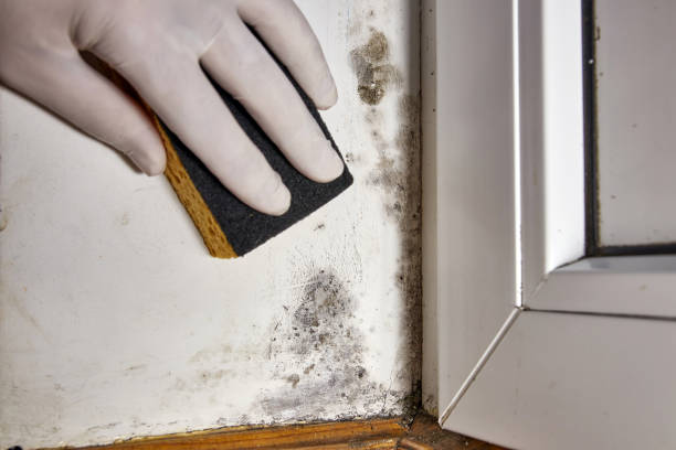 Best Industrial Mold Remediation  in Corrigan, TX